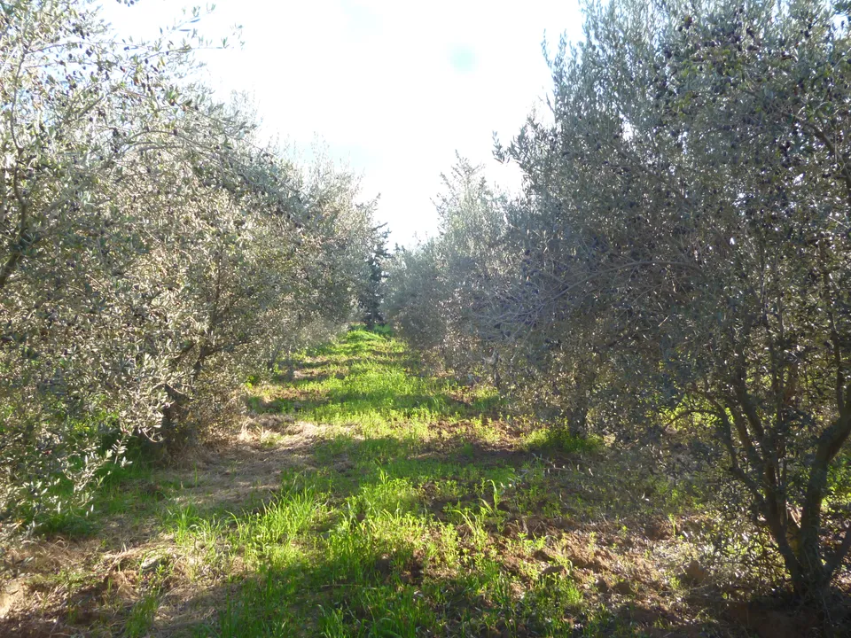 Farm photo