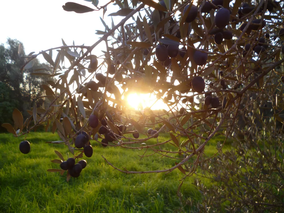 Farm photo